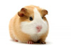 guinea-pig(豚鼠)