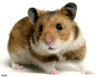 金黄地鼠(golden hamster)