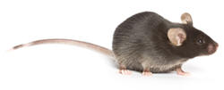 DIO小鼠：C57BL/6J