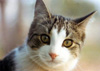 猫cat