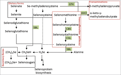 Metabolism of dietary selenocompounds