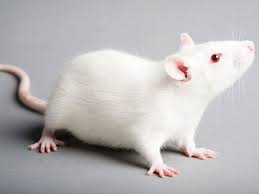 大鼠复制酒精性心肌病模型