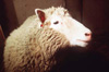 羊sheep
